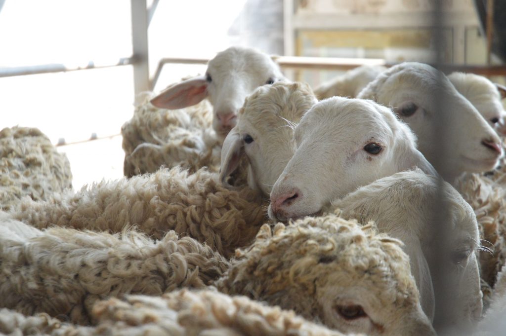 NYARI KAMBING QURBAN DAN AQIQAH TIDAK SUSAH LAGI