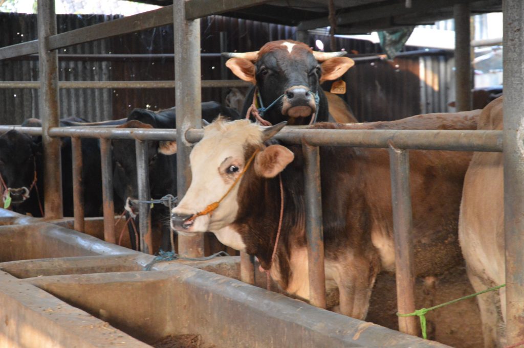 Catat 5 Keunggulan Sapi Limosin yang Tidak Dipunyai Jenis Sapi Lain!