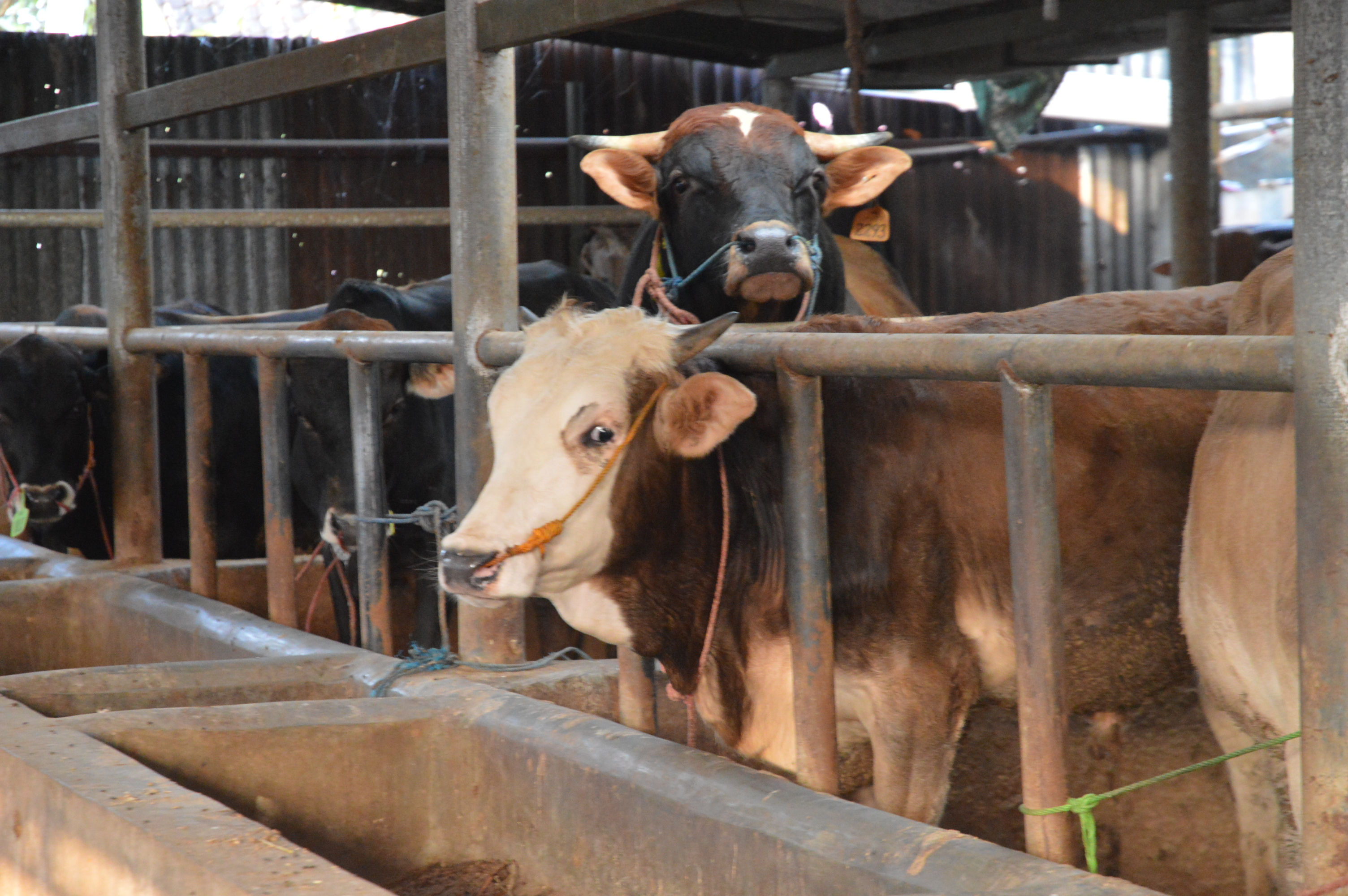 Catat 5 Keunggulan Sapi Limosin yang Tidak Dipunyai Jenis Sapi Lain