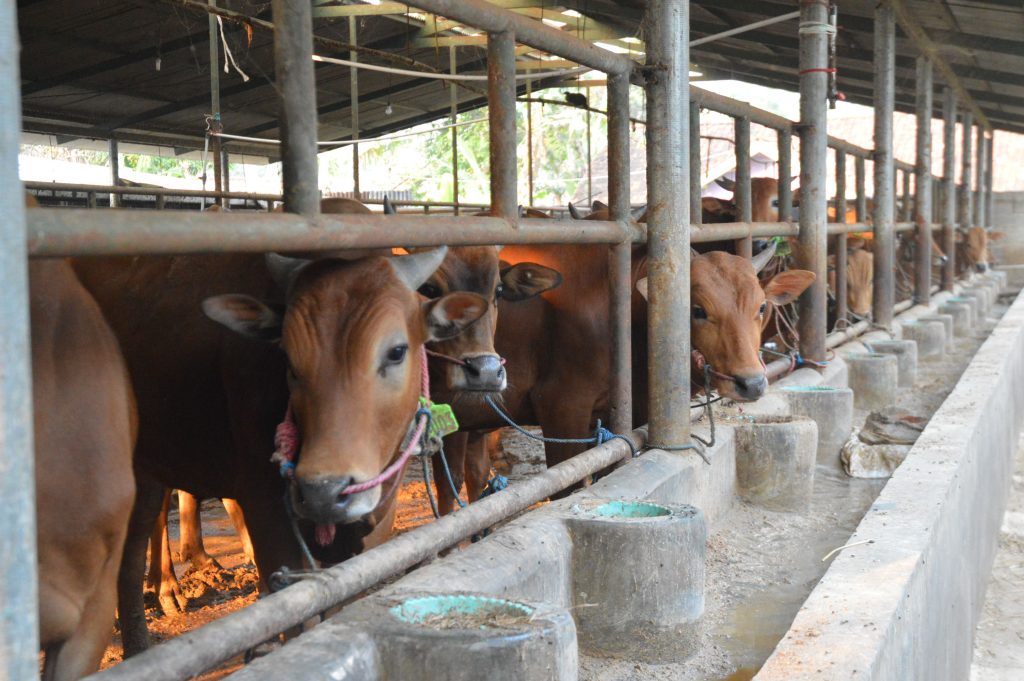 Jumlah Hewan Qurban Cimahi Meningkat, Inilah 4 Hikmah Ibadah Qurban Saat Iduladha