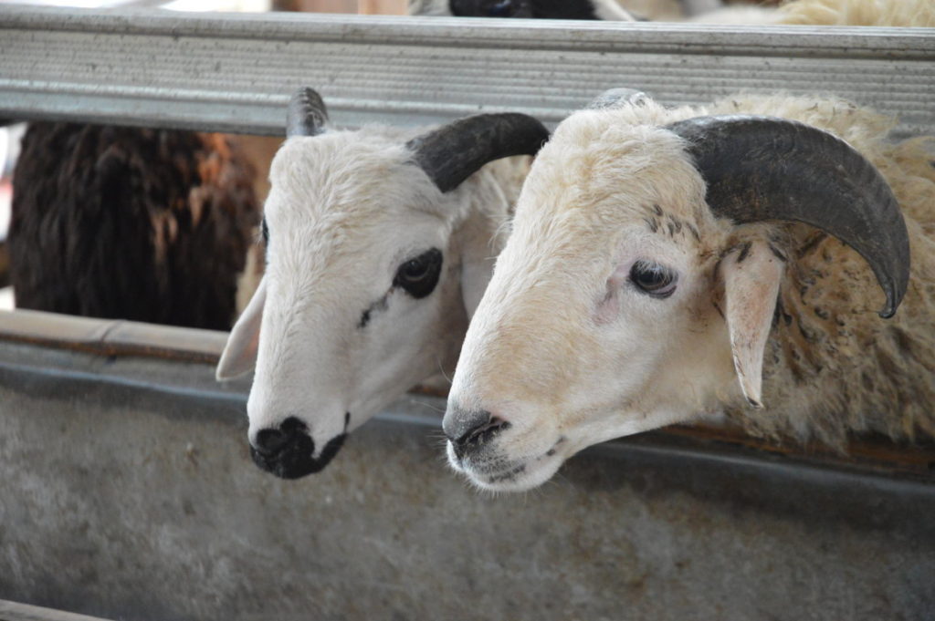 Domba Aqiqah dan Qurban